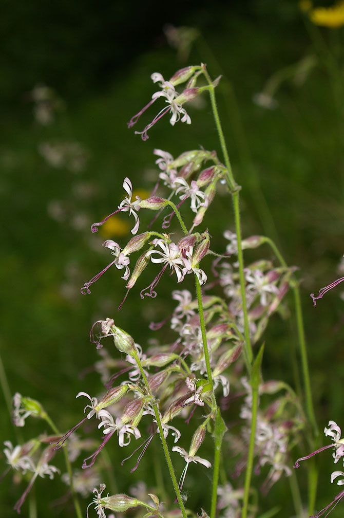 Silene nutans / Silene ciondola